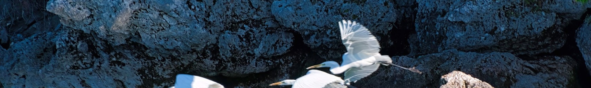 Z Spirkowski Birds 01 Natura2000 CITES NIRAS Banner